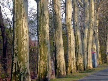 15 Puschkin Allee